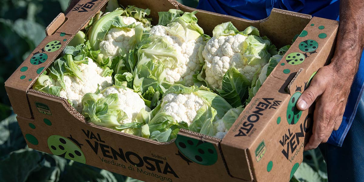 VIP, il cavolfiore di montagna che conquista il mercato italiano